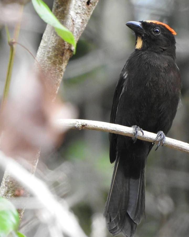 Arua Observacao De Vida Silvestre Прайя-ду-Форте Экстерьер фото